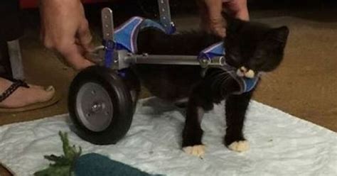  roulette pour chat handicape